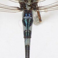 Goblet shape on the tail of a male Austrolestes aleison