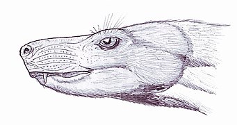 Una reconstrucción muy "mamaliana" de la cabeza de Bauria cynops
