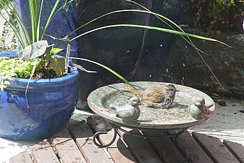 Unidentified bird in a bird bath