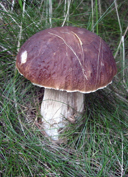 436px-Boletus_edulis_%285%29