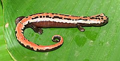 Description de l'image Bolitoglossa mexicana01.jpg.