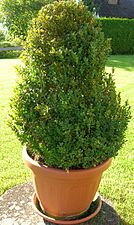 Buxus sempervirens