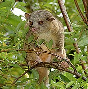 Brown procyonid in a tree