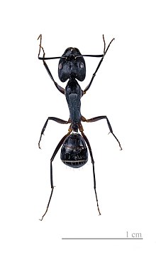 Camponotus fellah