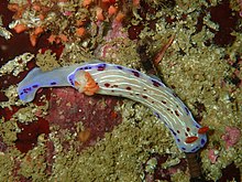 Cape dorid at False Bay dive site Moddergat P3110306.jpg