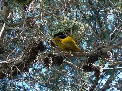 Day 35: Cape weaver (Ploceus capensis), Cape Town, RSA