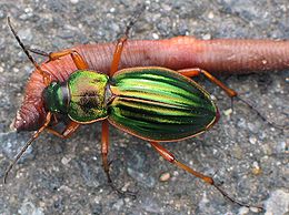 Aranyos futrinka (Carabus auratus) földigilisztát zsákmányol