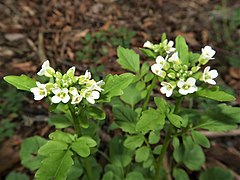 茎先に短い総状花序をつけ、白色の十字形の4弁花をつける。萼片は長楕円形で紫色をおびることが多い。