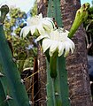 Cereus kroenleinii