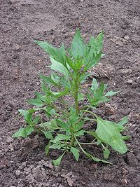 Punane hanemalts (Chenopodium rubrum)