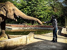 Kaavan is seen extending his trunk over the low wall of his enclosure as artist Cher gives him fruit