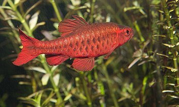 Cherry barb, Puntius titteya