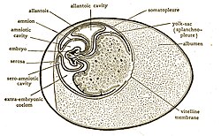 Kippenembryo op de vijfde dag na de bevruchting.