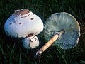 Miniatura per Chlorophyllum molybdites