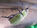 Miniatura para Chrysina erubescens