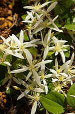 Miniatura para Clematis pubescens