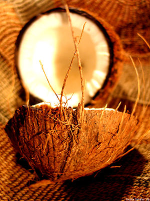 a just opened, mature coconut