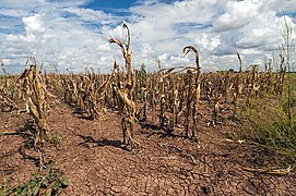 Agricultural changes. Droughts, rising temperatures, and extreme weather negatively impact agriculture. Shown: Texas, US (2013).[214]