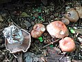 !Cortinarius bivelus !