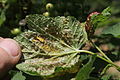Cryptomyzus ribis sous les feuilles d'un groseiller