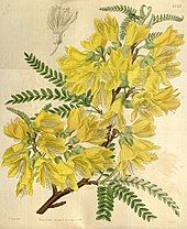 Sophora macnabiana (Fabaceae): coloured plate depicting the shrub in flower from Curtis's Botanical Magazine. Curtis's botanical magazine (Plate 3735) (9126480547).jpg