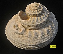 Черевоногий молюск з ряду Archaeogastropoda. Видно прирослу трубку черв'яка з родини Serpulidae. Пліоцен Кіпру
