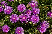 Делосперма Купера (Delosperma cooperi)