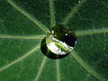 Dew on nasturtium leaf.JPG