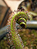 Drosera regia with prey