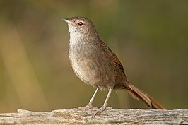 Bruine borstelvogel