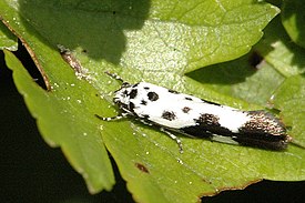 Kirjotäpläkoi Ardenneilla Belgiassa