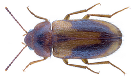 Eulagius filicornis