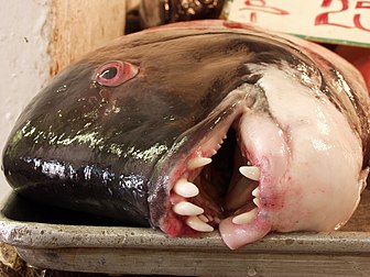 Un labre californien (Semicossyphus pulcher) sur le marché aux poissons d'Ensenada, en Basse-Californie (Mexique). (définition réelle 2 240 × 1 680)