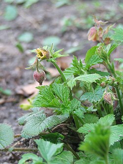 Geum glaciale