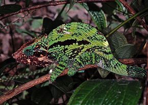 Description de l'image Globe-horned Chameleon (Calumma globifer) (7639148832).jpg.