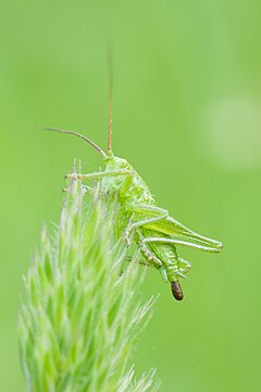Grasshopper defecating (MK)