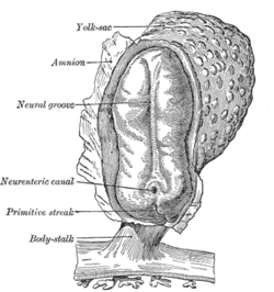 Human embryo, showing neural groove Gray17.png