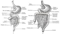 Two of the stages in the development of the digestive tube and its mesentery. The arrow indicates the entrance to the bursa omentalis Gray987.png