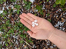Hand holding hail in a strawberry patch Hand holding hail in a strawberry patch.jpg