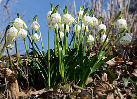 Kevätlumipisara (Leucojum vernum)