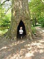 Hollow tree