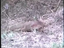 Файл: Herpestidae - Herpestes javanicus (Javan Mongoose) .webm