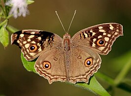 Junonia lemonias