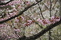شکوفه‌های کنروکوئن-کوماگای