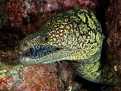 Moray eels or locally known as Dabea