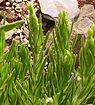 Groene lavendel (Lavandula viridis)