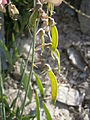 Lathyrus heterophyllus fruits