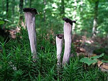 Lejkowiec dety (Craterellus cornucopioides).jpg