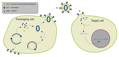 Packaging and transduction by a lentiviral vector. Lentiviral vector.png