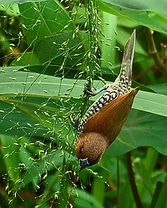 Bondol peking, Lonchura punctulata dari Darmaga, Bogor.